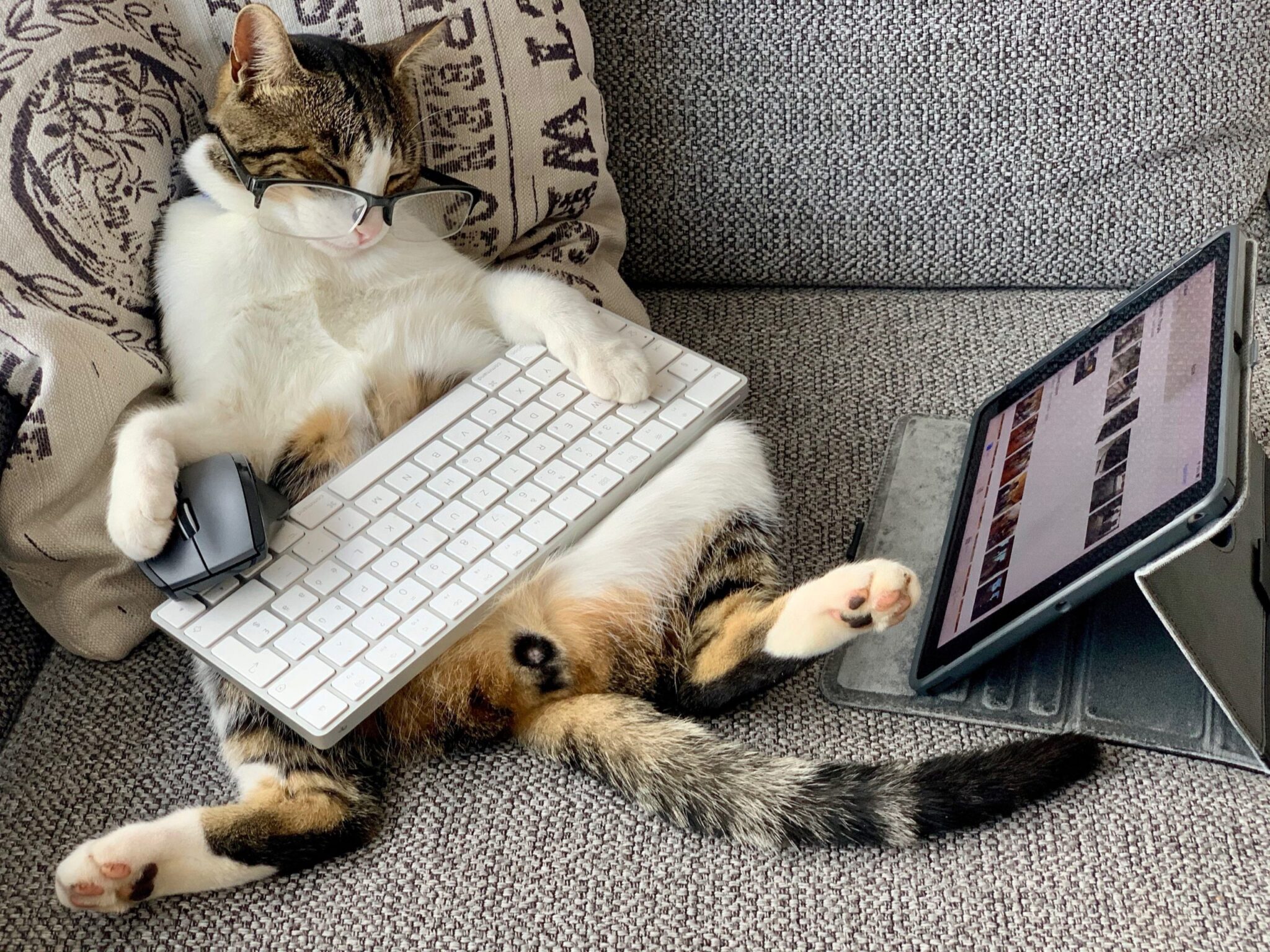 cat sitting on a couch with glasses and using an ipad